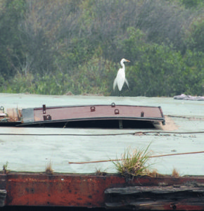 Picture of a white bird standing on a dock