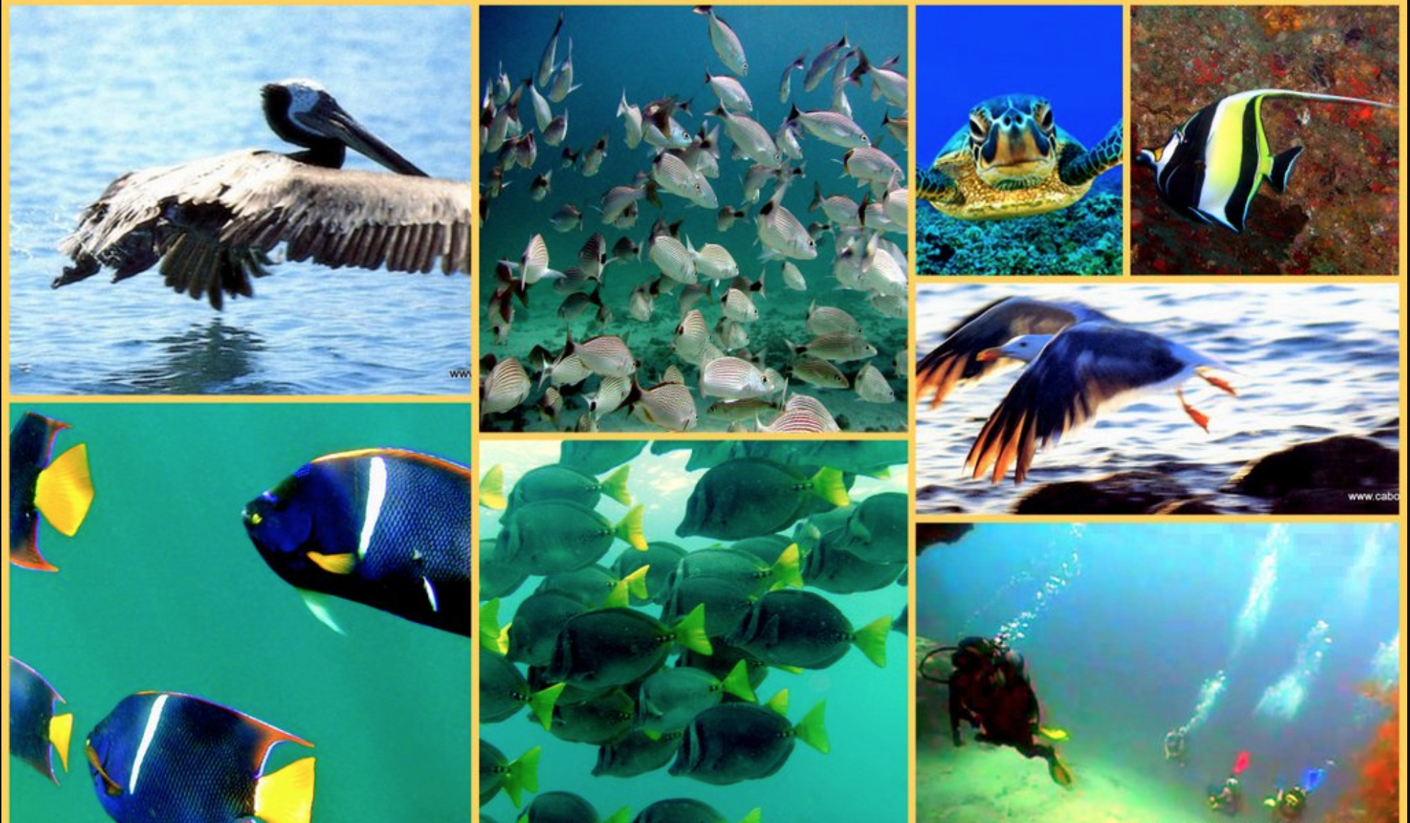 Collage picture of lots of fish and a diver